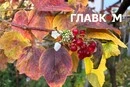 На Київщині у жовтні зацвіла калина (фото)