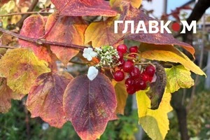 На Київщині зацвіла калина