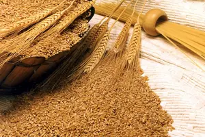 Дешевше спалити, ніж продати: литовські фермери використовують пшеницю для опалення