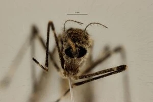 Комахи виду Culiseta annulata вперше зафіксовані у природному середовищі Ісландії