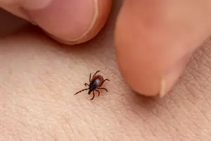 Щоб захиститися від бореліозу, фахівці рекомендують уникати високої трави, чагарників та лісових зон без належного захисту