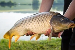 Яку рибу найбільше виловлює Україна в промислових масштабах? Трійка лідерів 