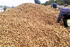 Польський фермер став жертвою фейку: з поля зникло 150 тонн картоплі