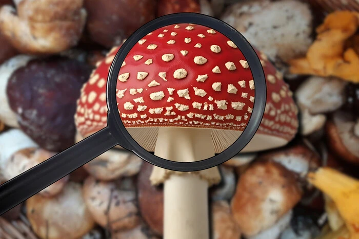 Чи справді мухомор має цілющі властивості? Інтерв'ю з мікологинею 