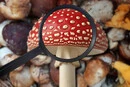 Чи справді мухомор має цілющі властивості? Інтерв'ю з мікологинею 