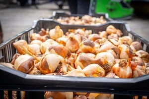 Нідерланди подарували Бучі 100 тисяч тюльпанів: де їх планується висадити