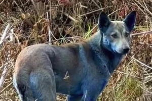 У Чорнобилі волонтери помітили синіх собак (фото)