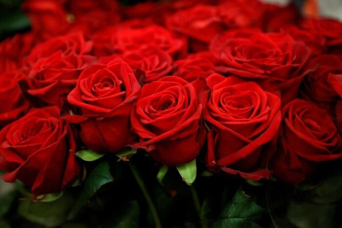 95% троянд потрапляють контрабандою. Нардепка розповіла, скільки грошей втратила Україна