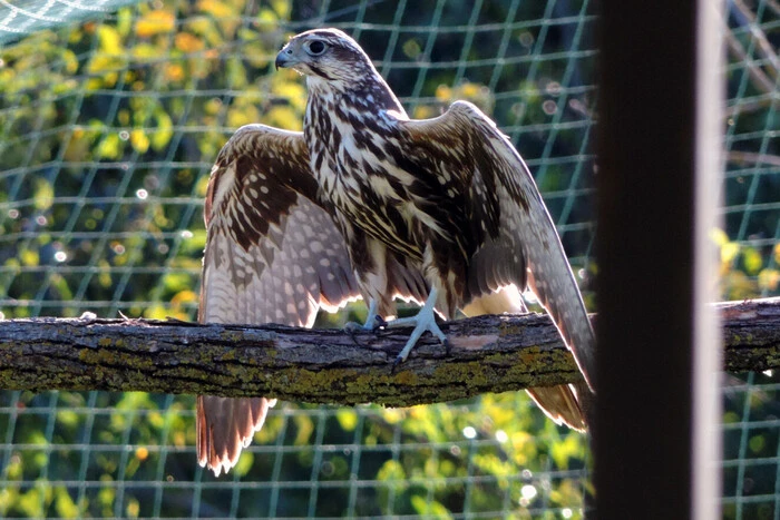 Київський зоопарк випустив у дику природу червонокнижного птаха (фото)