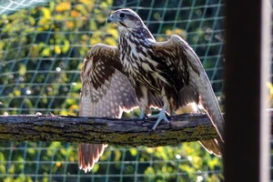 Сокіл балабан