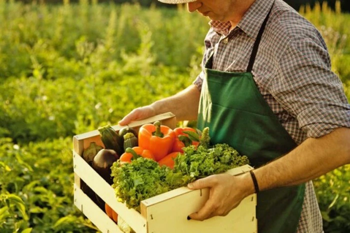 В Україні зростає попит на незвичайний овоч. Аграрій пояснив причину