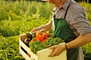 В Україні зростає попит на незвичайний овоч. Аграрій пояснив причину