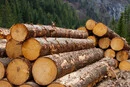 Уряд тимчасово заборонив експорт необробленої деревини