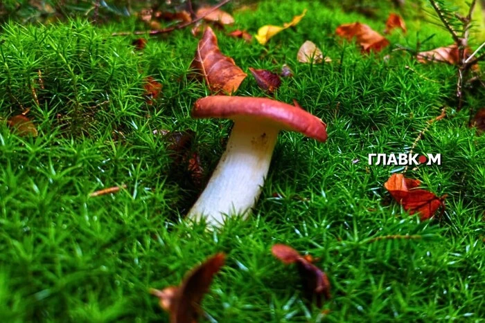 Чи можна дітям їсти гриби? Мікологиня дала відповідь