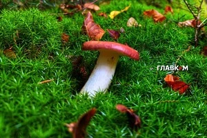 Науковиця наголосила, що рекомендація Міністерства охорони здоров'я пов’язана насамперед із можливістю харчових отруєнь