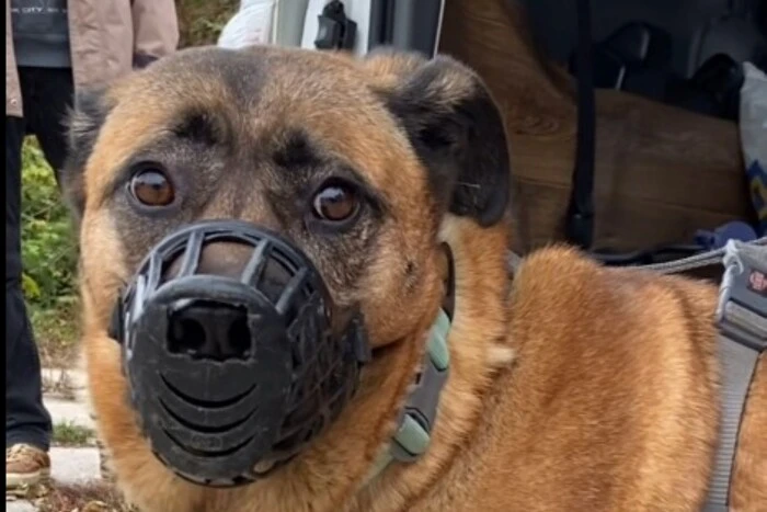 Пес Міша, якого не пускали у метро, знайшов нову родину