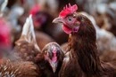 Загроза епідемії. У Німеччині шириться новий пташиний грип H5N1