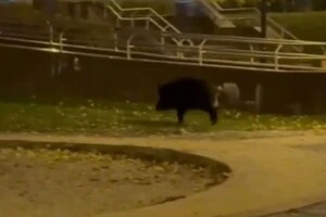 На Оболоні посеред парку гуляв дикий кабан (відео)