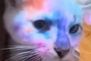 За словами зоопсихологині, кадри з твариною свідчать про те, кіт перебуває в страху