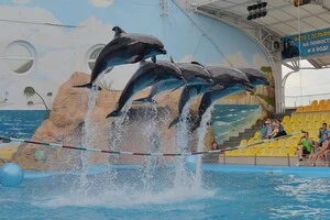 В Одесі заарештовано будівлю популярного дельфінарію: що відомо