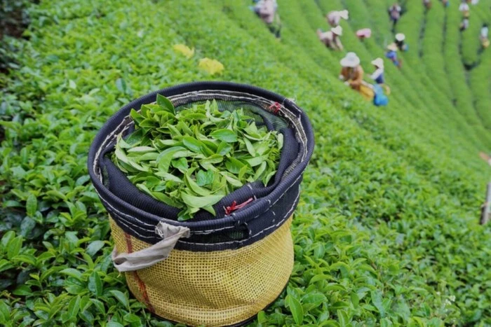 Ринок чаю: між виробниками виникла шалена конкуренція, хто у лідерах