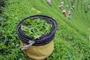 Ринок чаю: між виробниками виникла шалена конкуренція, хто у лідерах