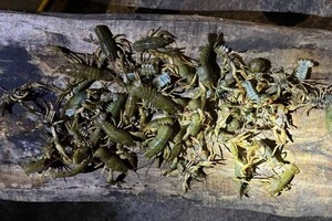 У Київській області чоловік ловив рибу і раків, використовуючи заборонені сітки та раколовки