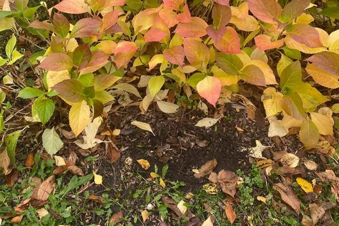 Вандалізм на Алеї кохання: у Броварах вдруге викрадено всі щойно висаджені квіти