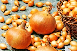 В Україні різко здешевшав популярний овоч 