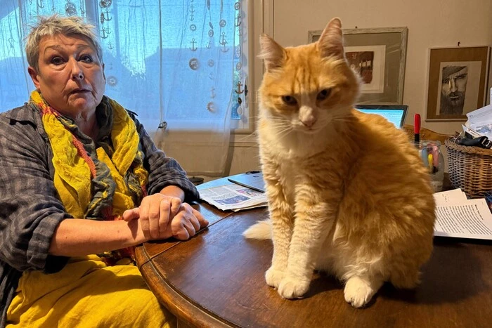 У Франції господиня отримала штраф €1250, бо її кіт ходив у гості до сусідів