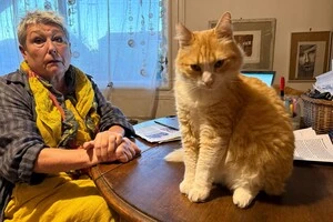 У Франції господиня отримала штраф €1250, бо її кіт ходив у гості до сусідів