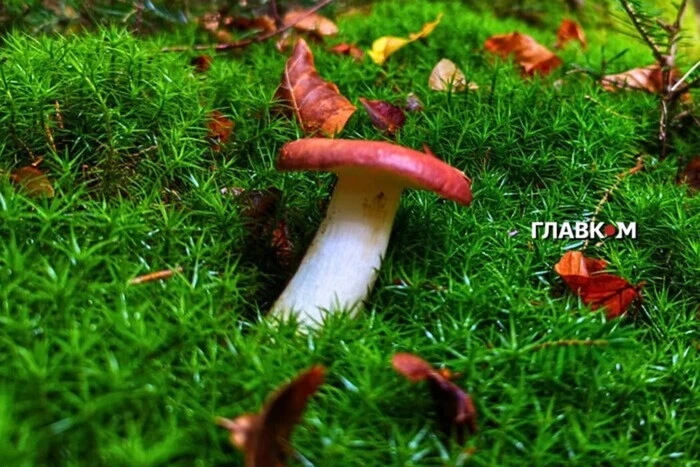 Можно ли детям есть грибы? Миколог дала ответ