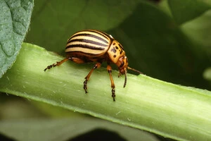 Чи зникне в Україні популяція колорадського жука? Ентомолог дав відповідь