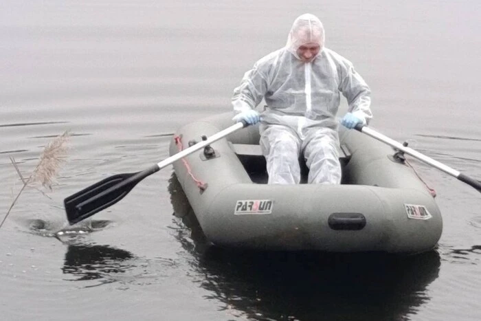Пташиний грип виявлено у диких лебедів на Київщині. Як захистити свійські господарства