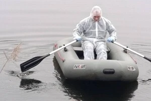 Пташиний грип виявлено у диких лебедів на Київщині. Як захистити свійські господарства