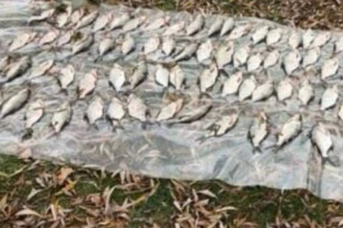 Наловив риби на понад 100 тис. грн: на Київщині затримано браконьєра