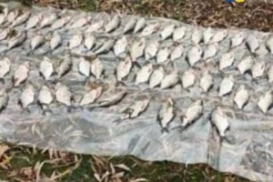 Наловив риби на понад 100 тис. грн: на Київщині затримано браконьєра