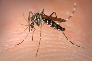 Тигровий комар Aedes albopictus вже адаптувався до нашого клімату