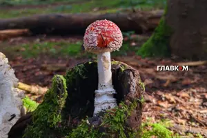 Лікарі наголошують: отруєння грибами може бути смертельно небезпечним навіть після термічної обробки