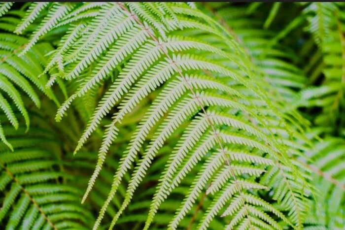 Китайські вчені вперше знайшли рідкісноземельні елементи у живих рослинах