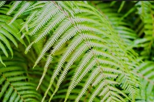 Вчені виявили рідкісноземельні елементи в папороті