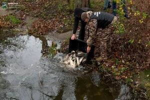 У водойми випустили 637 коропів та 667 білих амурів загальною вагою 400 кілограмів