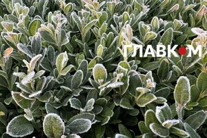 Перший осінній мороз зафіксовано у Києві