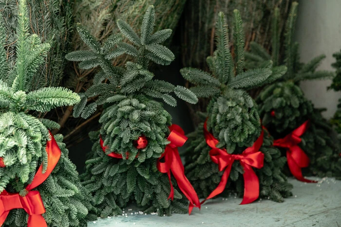 У Києві з 4 грудня запрацюють офіційні локації для продажу новорічних ялинок: адреси