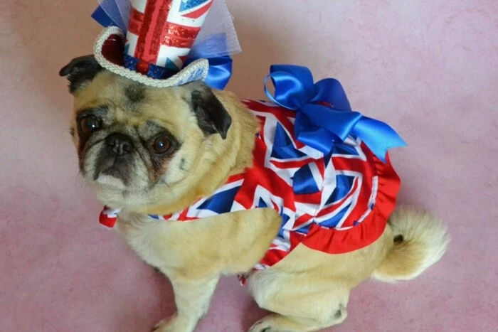 Популярні породи собак можуть зникнути у Великій Британії за 10 років