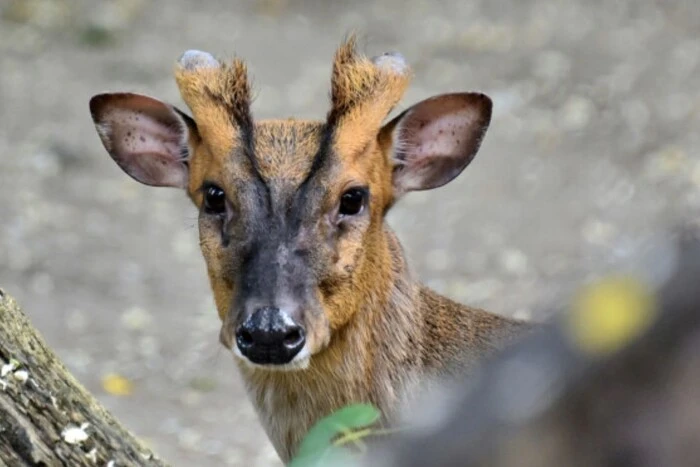 Зоопарк повідомив про стан оленя, який постраждав під час обстрілу Києва