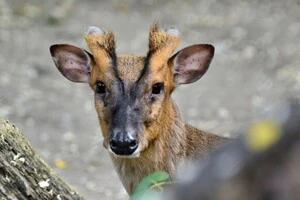 Зоопарк повідомив про стан оленя, який постраждав під час обстрілу Києва