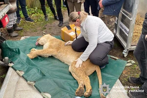 Вирішено долю двох левиць, які втекли з хмельницького притулку