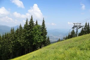 Під Буковелем викрито схему приватизації 6 га лісу