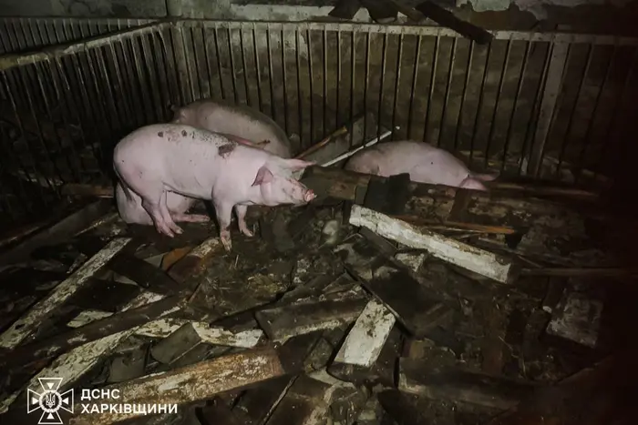 На Харківщині через атаку РФ спалахнула ферма: загинуло близько 60 свиней